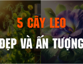 5 Loại Cây Dây Leo Khi Trồng Trước Nhà Sẽ Thu Hút Được Mọi Ánh Nhìn Từ Những Người Đi Đường